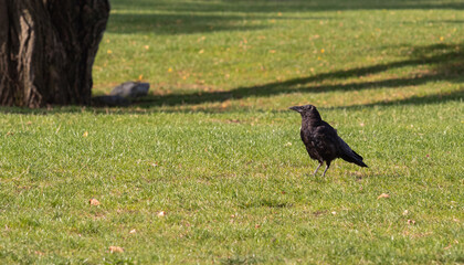Black bird in autumn park. Raven walks on path of the city garden. Crow is looking for food in the autumn park