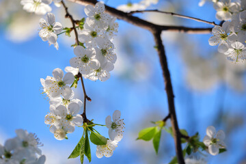 Twigs of cherry tree with white blossoming flowers in early spring