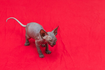 Sphynx cat - a small two-month-old kitten. Hairless cat breed.