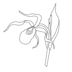 The slipper is a real Venus slipper contour drawing of a plant, a flower moccasin flower (Cypripedium calceolus).Another name for the stemless ladys plant is slipper