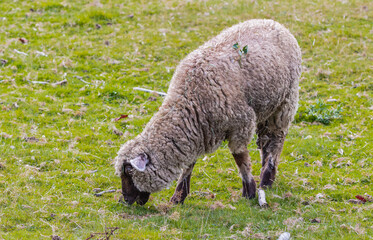 Cheep in farm with grass backgrounds. Cheep in grassfield.