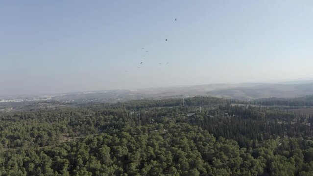 Lesser spotted eagles soaring over Ben shemen forest,aerial 
Drone view, autumn migration, Israel
