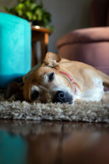 A senior female dog sleeping lying on thec arpet of the house. Animal world. Pet lover. Animals...