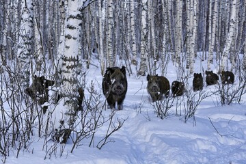 Wild boars in winter in deep snow in search of food