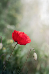 Piękny czerwony kwiat maku, na  rozświetlonej promieniami  słonecznymi łące.