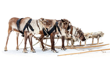 Reindeers are in harness during of winter day.