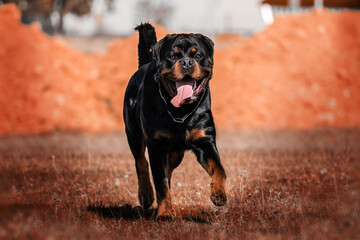 Black and brown rottweiler dog walking outdoors on grass in autumn.