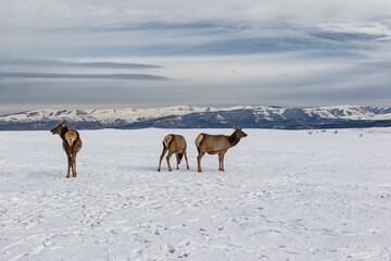 Deer from the farm graze on the snowy meadows against the backdrop of Mountains