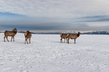 Deer from the farm graze on the snowy meadows against the backdrop of Mountains