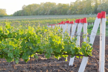 vineyard rows of green vines against a forest background