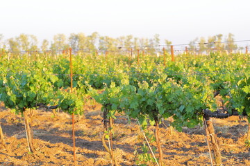 a vineyard illuminated by evening light on plowed land