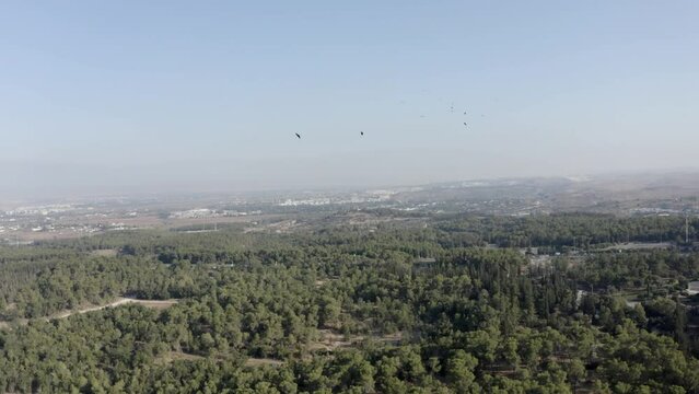 Lesser spotted eagles soaring over Ben shemen forest,aerial 
Drone view, autumn migration, Israel
