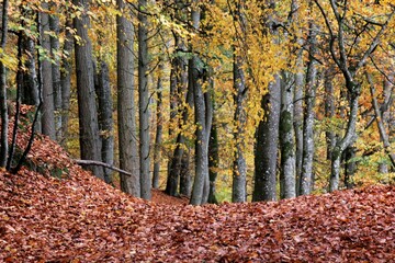 Autumn colors in the beech forest with fallen leaves on the ground
