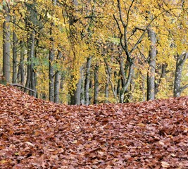 Autumn forest with beech trees and fallen leaves