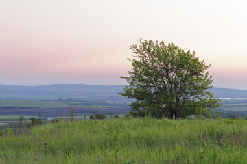 a lonely tree on a hilltop against the horizon during sunset