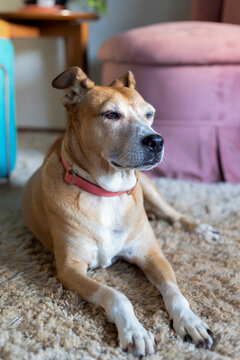 A senior female dog sleeping lying on thec arpet of the house. Animal world. Pet lover. Animals defend. Dog lover.