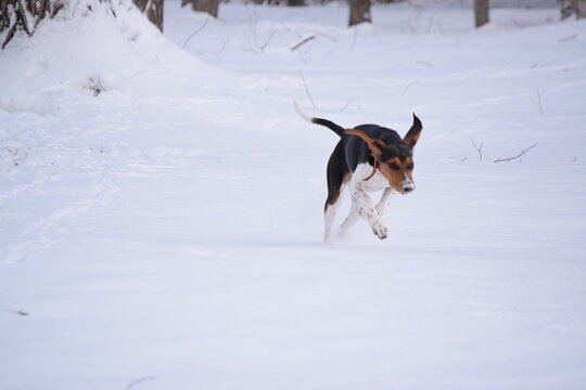 Treeing Walker Coonhound