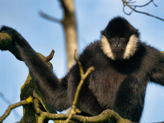 Gibbon à favoris blancs