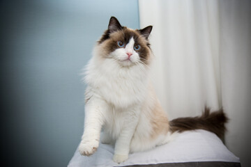 Naklejka na ściany i meble Young beautiful purebred Ragdoll cat at home