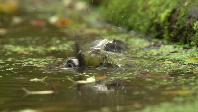 Song bird bath in the water, autumn wildlife with yellow leaves. Great Tit, Parus major, black and yellow bird in the nature habitat. Tit in the forest. Clean and swim in the water.
