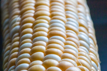 Macro shot of a fresh uncooked sweetcorn corn on the cob