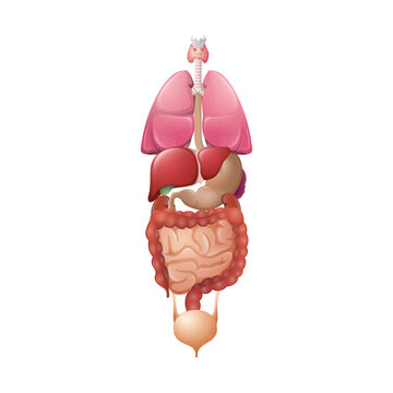 Vector illustration of healthy human organs. Cartoon body internal system. Anatomy diagram. Realistic isolated template for medical, educational poster, banner, infographic. White background.