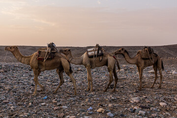Morning view of a camel caravan in Hamed Ela, Afar tribe settlement in the Danakil depression, Ethiopia. This caravan head to the salt mines.