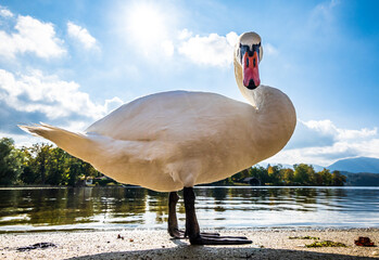 swan at a lake