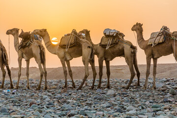 Early morning view of a camel caravan in Hamed Ela, Afar tribe settlement in the Danakil depression, Ethiopia. This caravan head to the salt mines.