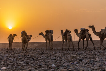 Early morning view of a camel caravan in Hamed Ela, Afar tribe settlement in the Danakil depression, Ethiopia.