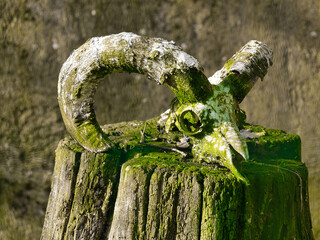 Crane animal à cornes