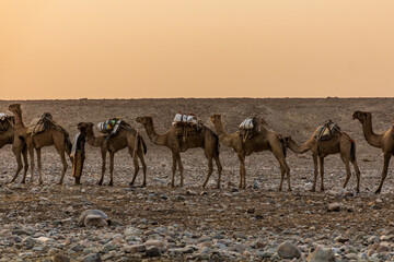 Obraz na płótnie Canvas Morning view of a camel caravan in Hamed Ela, Afar tribe settlement in the Danakil depression, Ethiopia. This caravan head to the salt mines.