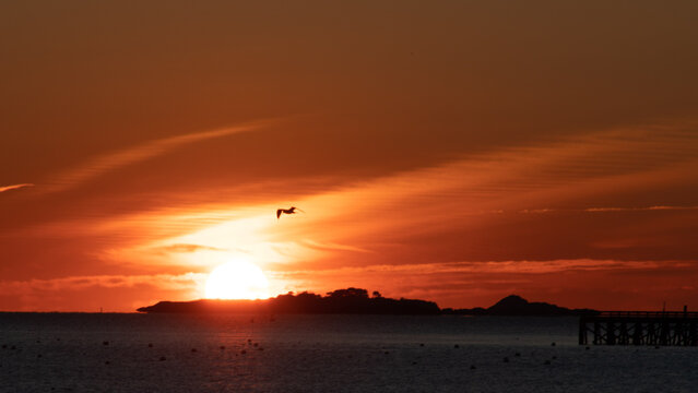 Seagull flight at dawn