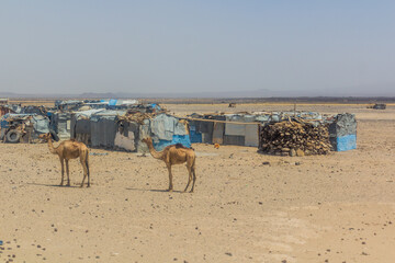 Village and skinny camels in Afar region, Ethiopia. - obrazy, fototapety, plakaty