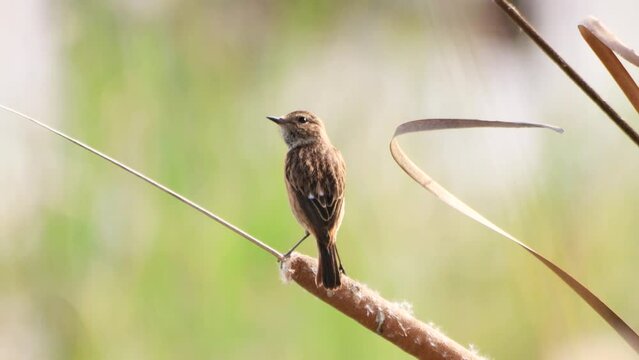 Female of Common stonechat (Saxicola rubicola) perched in a branch