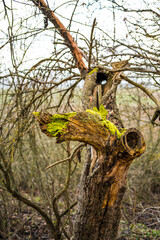 Deutschland, Hessen, Hünfelden, Toter Baum mit Astlöchern