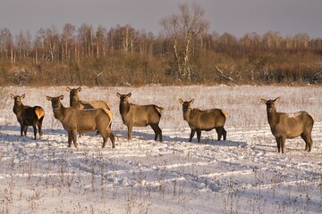 Wild deer in winter in deep snow