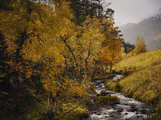 Obraz premium River canyon in fall mountains. High quality photo of autumn season. Selective focus. Travel to the North Caucasus, Arkhyz, Russia, road to Dukkinsky lakes