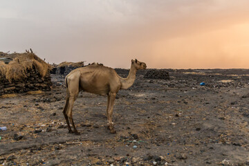 Camel in Dodom village under Erta Ale volcano in Afar depression, Ethiopia