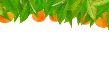 Fototapeta na wymiar Tangerines in leaves are arranged in a row on a white background. Mandarin tree leaves with tangerines for label printing or design