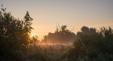 Fototapeta premium sunset in the forest