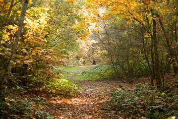 Fototapeta premium autumn in the forest