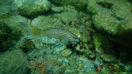 Goldblotch grouper (Epinephelus costae) undersea, Aegean Sea, Greece, Syros island