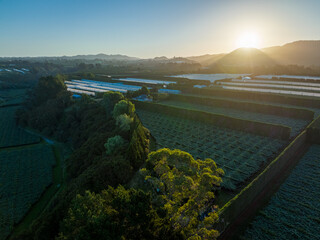 Kiwifruit orchards at sunset. Aerial view. Te Puke, Bay of Plenty. New Zealand