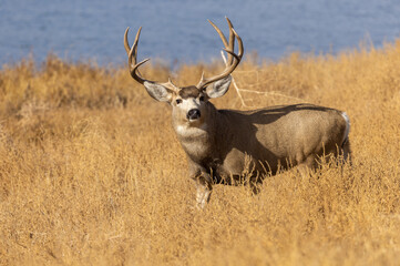 Mule Deer Buck in Autumn in Colorado