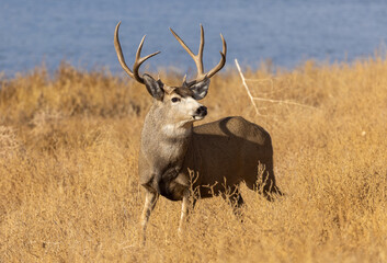 Naklejka na ściany i meble Mule Deer Buck in Autumn in Colorado
