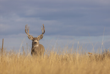 Mule Deer Buck in Autumn in Colorado