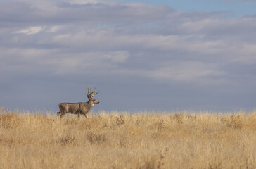 Mule Deer Buck in Autumn in Colorado