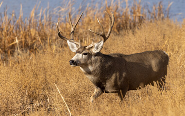 Mule Deer Buck in Autumn in Colorado
