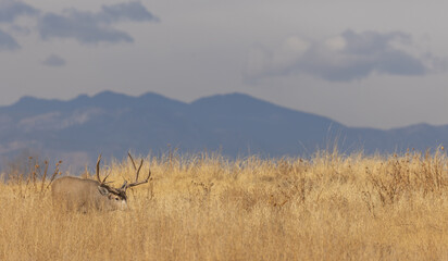 Mule Deer Buck in Autumn in Colorado